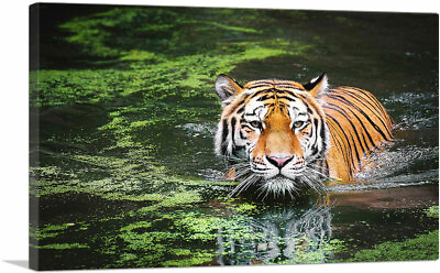 #ad ARTCANVAS Tiger Swimming in Swamp Canvas Art Print