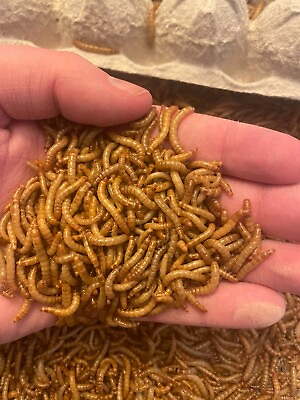 #ad *HUGE SALE* Live Mealworms 500 Large or Medium Sized Reptile Food