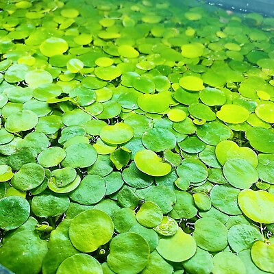 30 Leaf Amazon Frogbit Live Aquarium Floating Plant Buy 2 Get 2 Free