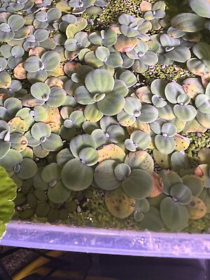 24 juvenile water lettuce floating aquarium pond plants