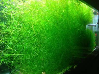 SALL 1 cup Guppy Grass Najas guadalupensis Floating