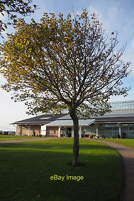 #ad Photo 6x4 A Tree outside Dunbar Leisure Pool A tree in early autumn. c2021