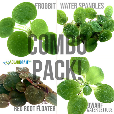 Floating Plant Combo Frogbit Red Root Floater Water Lettuce Water Spangles