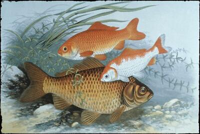 #ad Three Fish Swimming Underwater Fine Art Cubicle Locker Mini Art Poster 12x8
