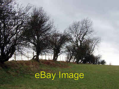 Photo 6x4 Trees in winter above Pentwyn Craswall SO2835 c2005