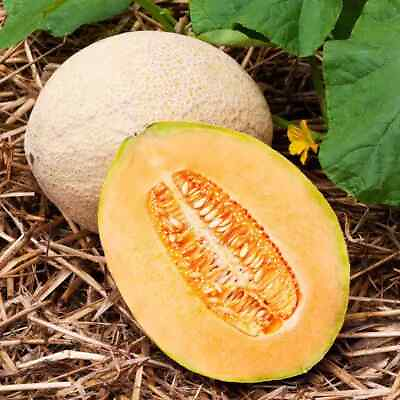 Hales Best Jumbo Cantaloupe Seeds Non GMO Free Shipping Seed Store 1050
