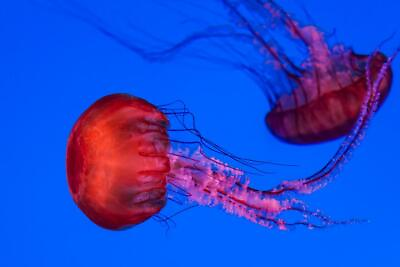 #ad Graceful Jellyfish Swimming Underwater Photo Photograph Mini Poster 12x8