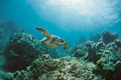 #ad Sea Turtle Swimming Near Coral Reef Photo Art Print Poster 24x36 inch