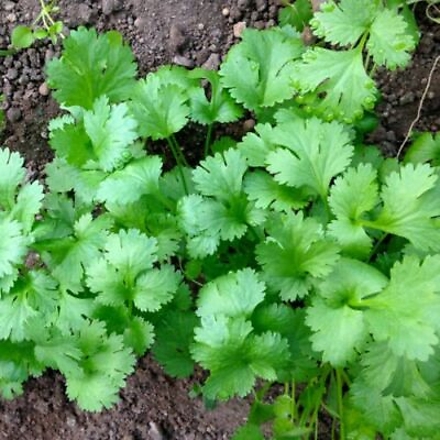 #ad Leisure Cilantro Seeds Heirloom Non GMO Free Shipping Herb Seeds 1280