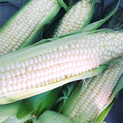 #ad Silver Queen Corn Seeds Non GMO Free Shipping Seed Store 1111