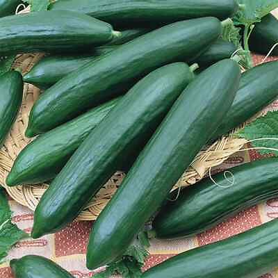 Tendergreen Burpless Cucumber Seeds 25 2500 Seeds Non GMO Free Shipping
