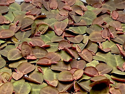 Large Quantity 250 Leaves of Red Root Floaters Floating Aquarium Plant
