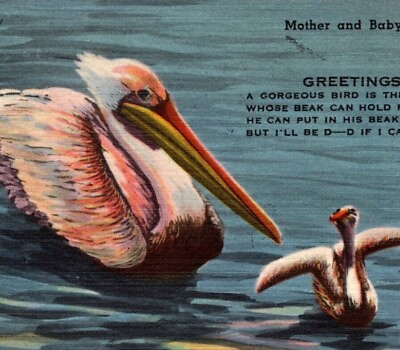 #ad Mother and Baby Pelicans Swimming Florida 1962 Vintage Postcard 6325