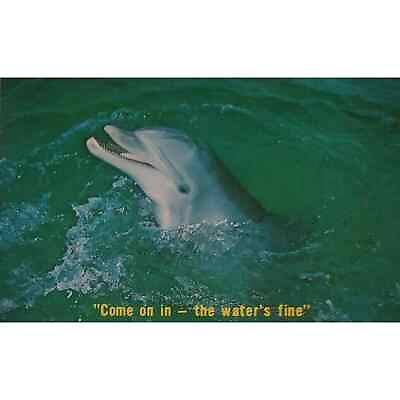 #ad Dolphin Come In Waters Fine Swimming Florida Postcard