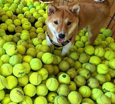 100 LOW COST DOGGIE BALLS USED TENNIS BALLS FREE SHIPPING SAVE 10%