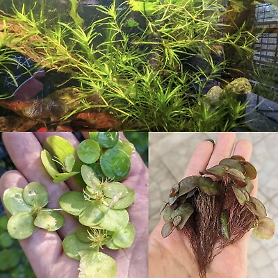 Floating Plants Combo Red Root Floaters Amazon Frog Bit And Guppy Grass