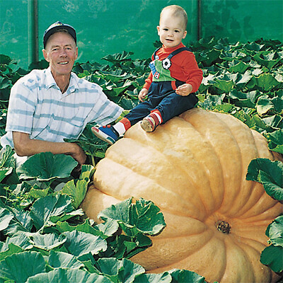 #ad Dill#x27;s Atlantic Giant Pumpkin Seeds World Record Holder Free Shipping 1074