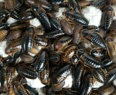 Dubia Roaches Various Sizes XL Large Medium Small 10% overcount Free Shipping