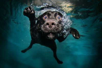 #ad 358770 Dog Swimming Underwater Art Decor Wall Print Poster