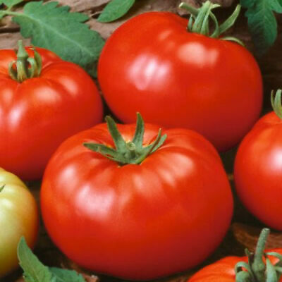 Beefsteak Tomato Seeds Heirloom Slicing Non GMO Free Shipping 1020