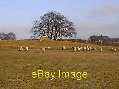 Photo 6x4 Sheep and trees in winter above Allendale c2008