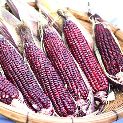 #ad Bloody Butcher Corn Seeds Non GMO Free Shipping Seed Store 1112