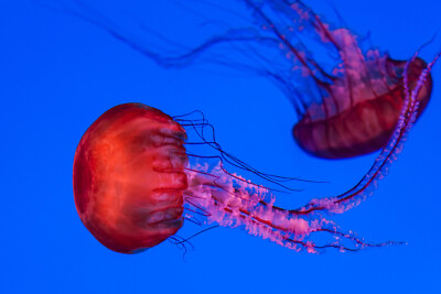 #ad Graceful Jellyfish Swimming Underwater Photo Art Print Poster 18x12