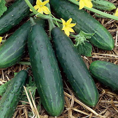 Spacemaster 80 Cucumber Seeds 25 2500 Seeds Non GMO Free Shipping 1063