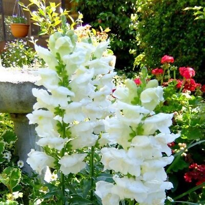Snowflake Snapdragon Seeds Non GMO Flower Seeds Seed Store 1200