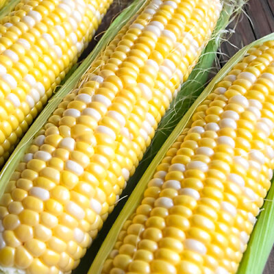 #ad Ambrosia F1 Hybrid Corn Seeds Bicolor Sweet Non GMO Free Shipping 1109