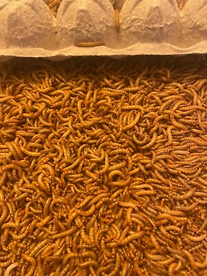 #ad Mealworms Live Medium amp; Large Nutritious Live Meal Worms 25 5000ct