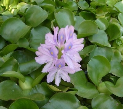5 Small Organic Water Hyacinth Flowering Floating Filtering Pond Aquarium Plant
